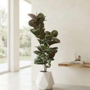Artificial Rubber Tree Plant in Geometric White Faceted Planter
